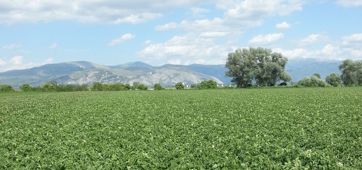 Coltivazioni nella piana del Fucino